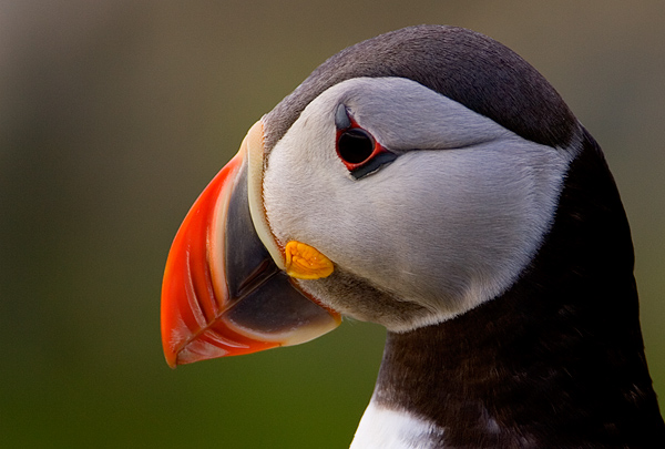 Atlantic Puffin