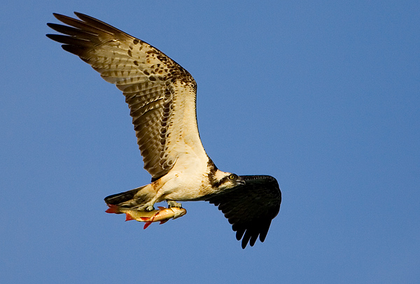 Osprey