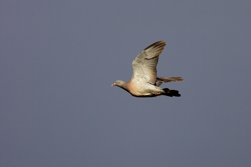 Common Wood Pigeon