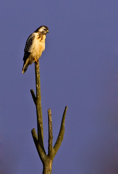 Common Buzzard, Buteo buteo