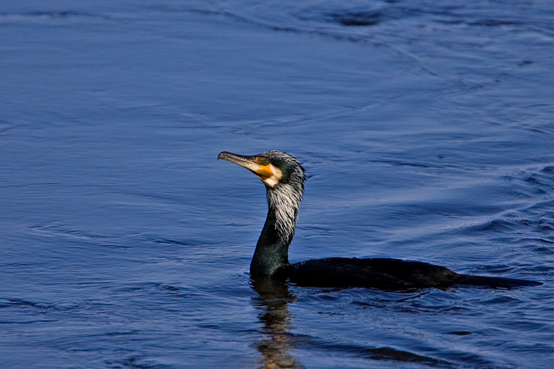 Great Cormorant