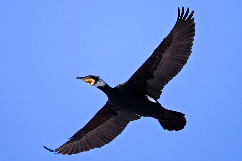 Great Cormorant
