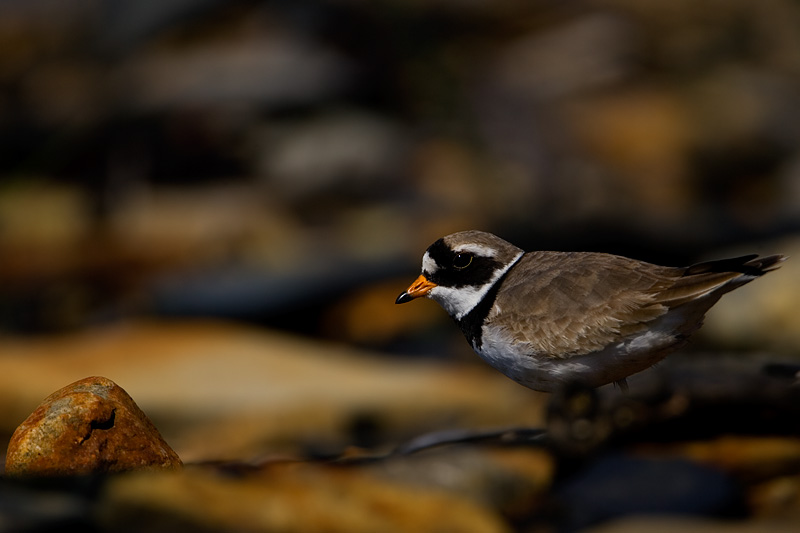 Common Ringed Plover