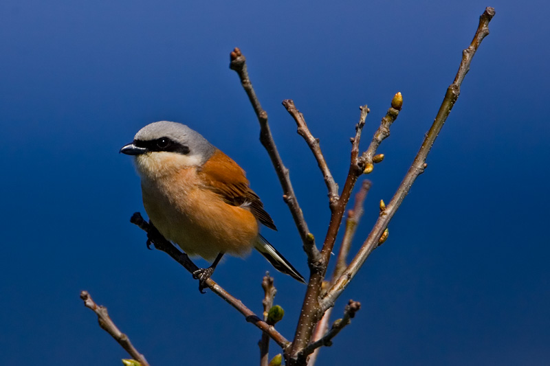 Red-backed Shrike
