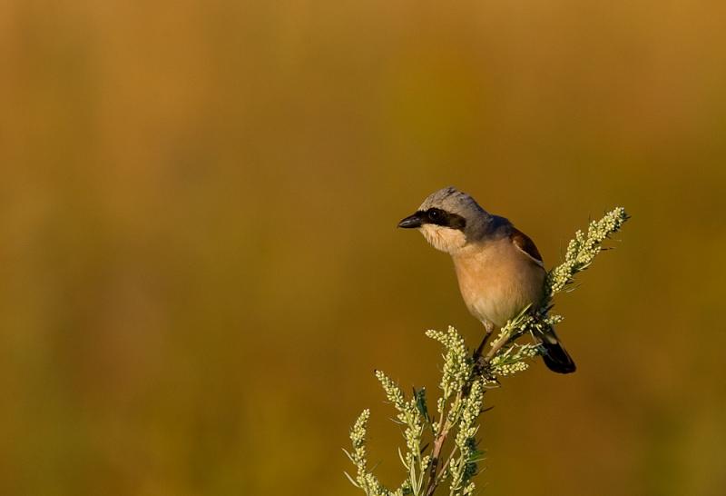 Red-backed Shrike