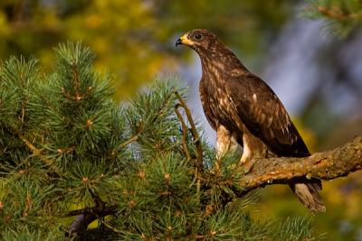 European Honey-buzzard, Pernis apivorus