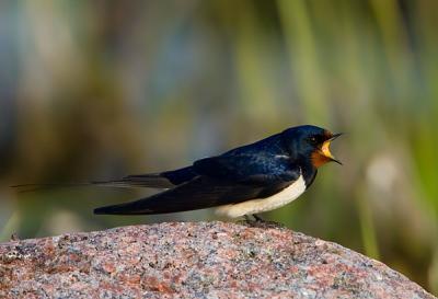 Barn Swallow