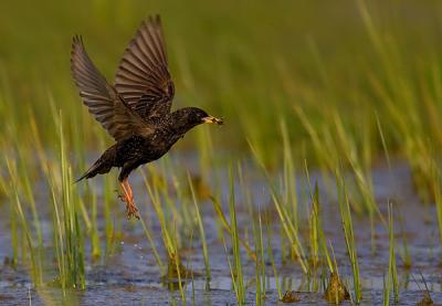 Common Starling taking food from water