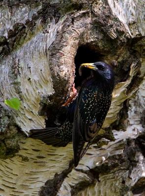 Common Starling at nest