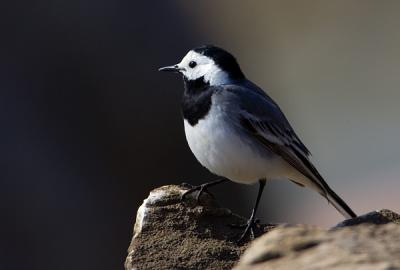 White Wagtail