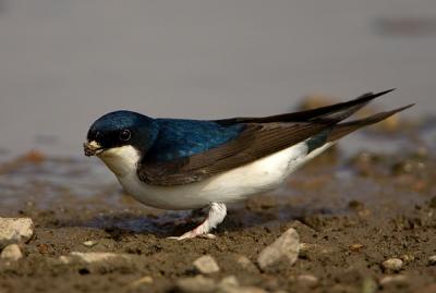 Common House Martin collecting clay for nest