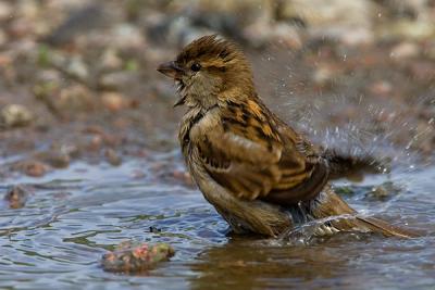 House Sparrow taking a bath