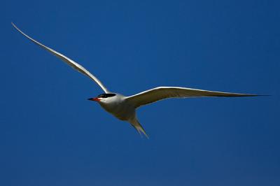 Common Tern