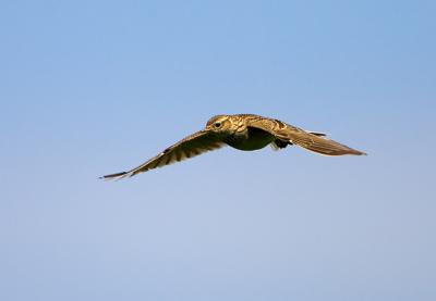 Eurasian Sky Lark