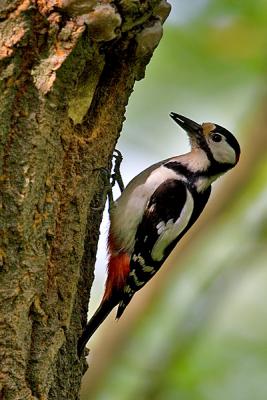 Great Spotted Woodpecker