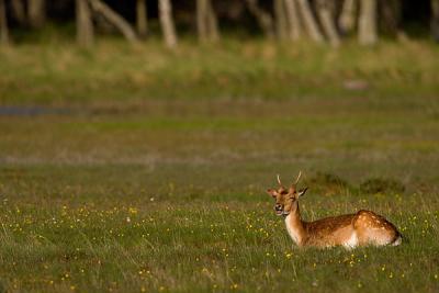 Fallow Deer