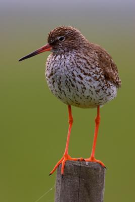 Common Redshank