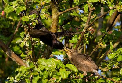 Feeding juvenile starling in flight