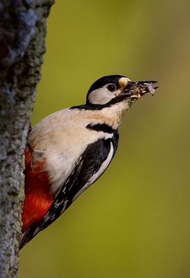 Great Spotted Woodpecker with larvae in mouth