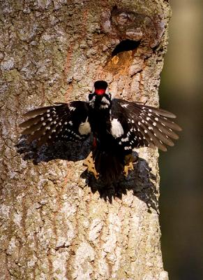 Great Spotted Woodpecker landing