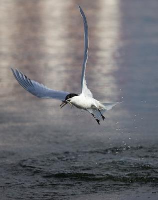 Sandwich Tern with fish