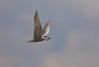 Common Tern with fish