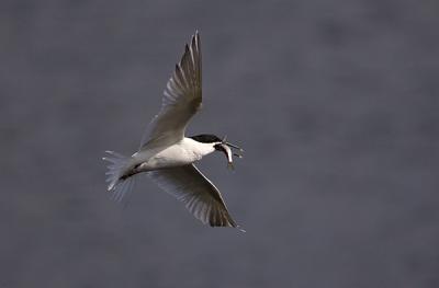 Sandwich Tern with fish