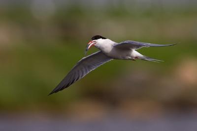 Common Tern with fish in throat