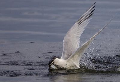 Sandwich Tern catching fish