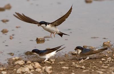 Common House Martin collecting clay for nest
