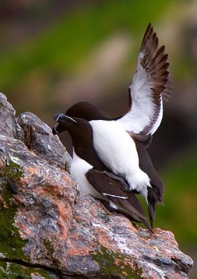 Razorbill mating