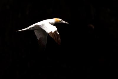 Northern Gannet