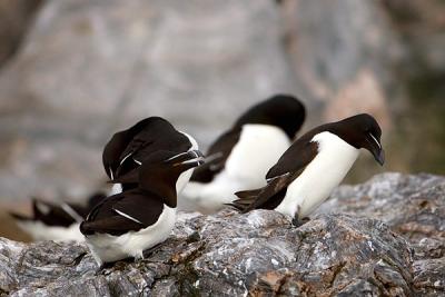 Razorbill