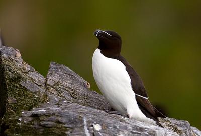 Razorbill