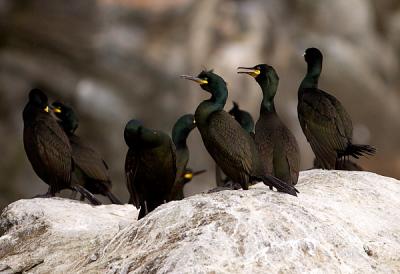 European Shag