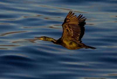 European Shag