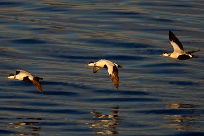 Common Eider