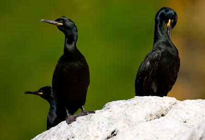 European Shag