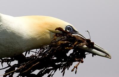 Flying Northern Gannet