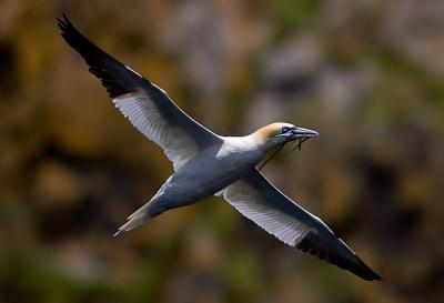 sea_birds