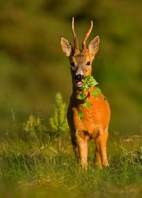 Roe deer eating plants
