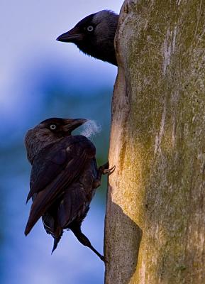 Western Jackdaw