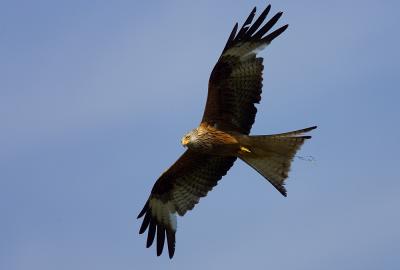 Red Kite, Handhold lens from car. With 1.4xtc