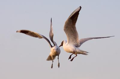 Fighting gulls at evening