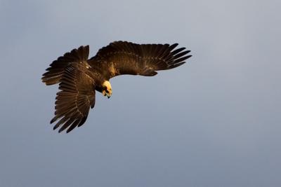 Western Marsh Harrier, Circus aeruginosus