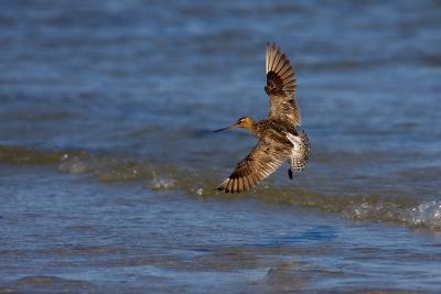 Bar-tailed Godwit