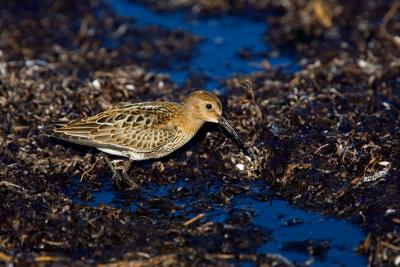 Dunlin