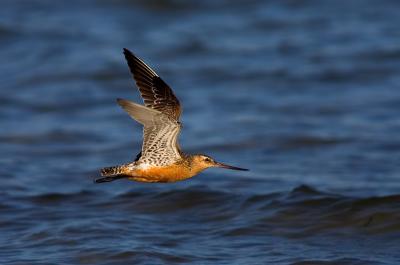 Bar-tailed Godwit