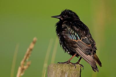 Starling