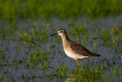Wood Sandpiper
